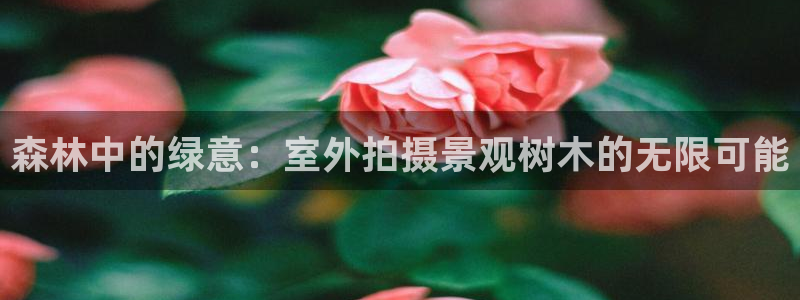 新宝 gg 下载：森林中的绿意：室外拍摄景观树木的无限可能